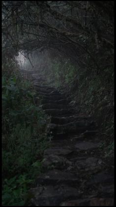 a dark path in the woods with trees on either side