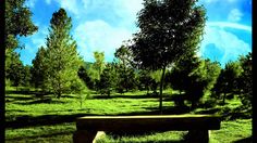 a wooden bench sitting in the middle of a lush green field under a blue sky