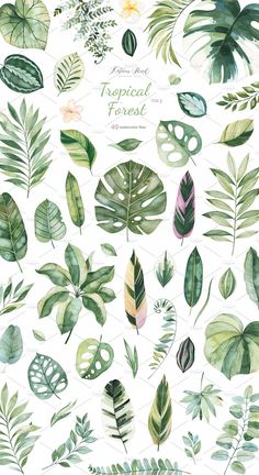 watercolor tropical leaves and plants on a white background with the words tropical forest written in green