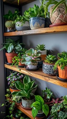 many different types of plants are on the shelves