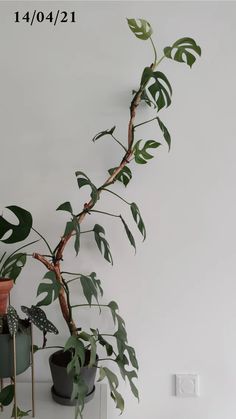 a plant with green leaves on top of a white shelf next to a potted plant