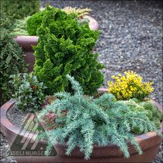 several different types of plants in a pot