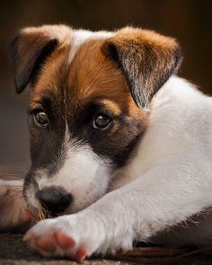 a brown and white dog laying on top of a wooden floor next to a wall