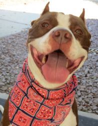 a brown and white dog wearing a bandana