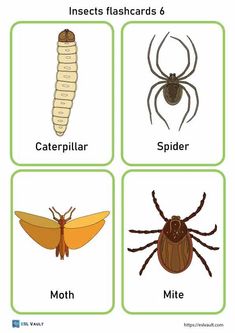 four different types of bugs and insects with the words insect identification in english, spanish, and