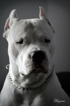 a white dog wearing a chain around its neck