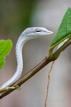 a white snake on a branch with green leaves