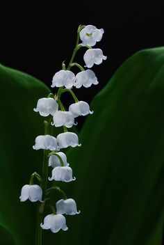 a close up of a white flower on a green leafy plant with dark background