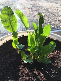 two green plants growing out of dirt in a pot