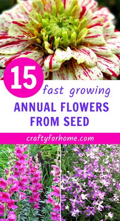 flowers that are growing in the garden with text overlaying it reads 15 fast growing annual