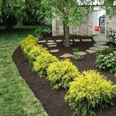 a very nice looking yard with some plants in it