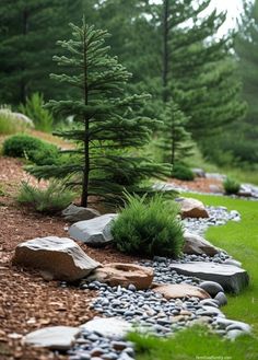 a small pine tree sitting in the middle of a rocky garden area with rocks and grass