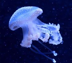 a white jellyfish floating in the dark water