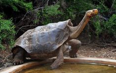 a large turtle standing on top of a pond