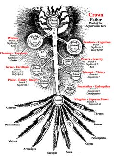 the tree of life with all its branches labeled