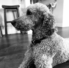 black and white photograph of a poodle sitting on the floor