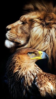 a lion and a bird are shown in this artistic photo, one is looking at the other