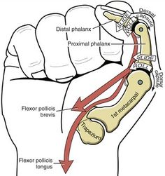 an image of a diagram of the wrist and tendor system in human body, with labeled parts labeled