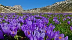 a field full of purple flowers with mountains in the background