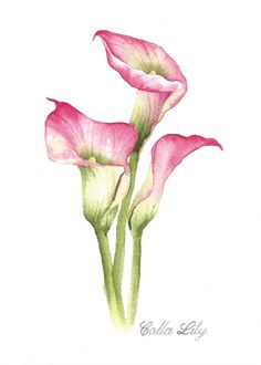 two pink flowers with green stems on a white background, watercolor drawing or ink