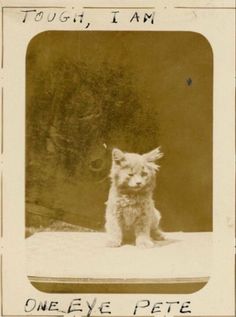 an old photo of a small white dog