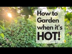 the words how to garden when it's hot