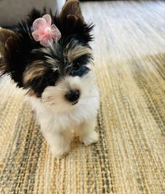 a small black and white dog with a pink flower in its hair sitting on the floor