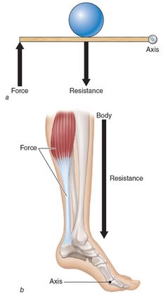 an image of the foot and ankle muscles