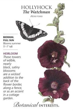 the botanical interest guide for hollyhock and the watchman