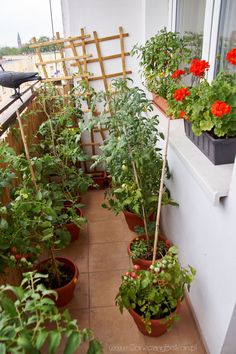 many potted plants on the outside of a building