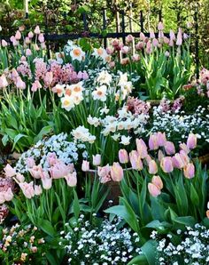 pink and white tulips are in the middle of a garden with other flowers