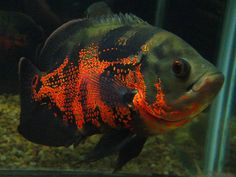 an orange and black fish with red spots on it's body in the water