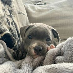 a gray dog laying on top of a couch next to a person's hand