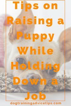 a small dog laying on top of a rug with the words tips on raising a puppy while holding down a job