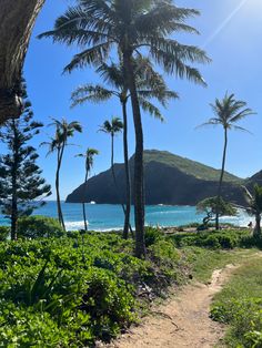 a path leading to the beach with palm trees on both sides and water in the background