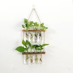 a wall hanging planter filled with green plants and coins in glass bottles on a rope