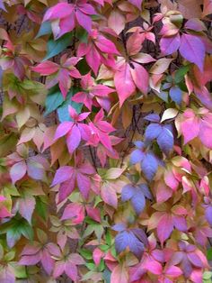 colorful leaves are growing on the side of a building