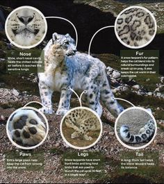 snow leopards and other animals are shown in this graphic above the information about them