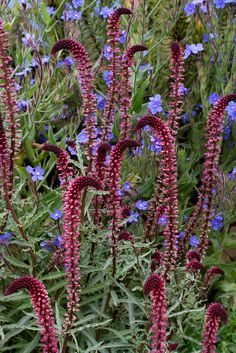 purple flowers are growing in the garden