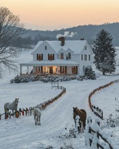 several horses are standing in the snow near a large white house with christmas lights on it's windows