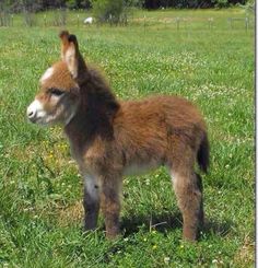 a small brown and white donkey standing on top of a lush green field