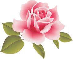 a pink rose with green leaves on a white background