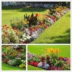 several different pictures of flowers in the grass