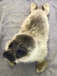 a baby seal laying on top of a blanket