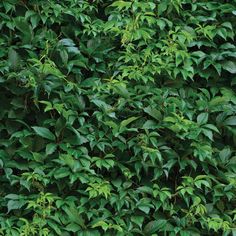 green leaves are growing on the side of a building