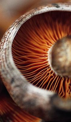 a close up view of the inside of a mushroom