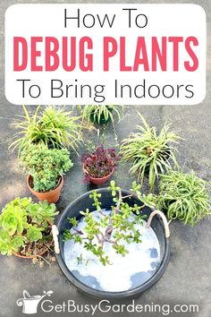 how to debug plants to bring indoor air into the house and garden area