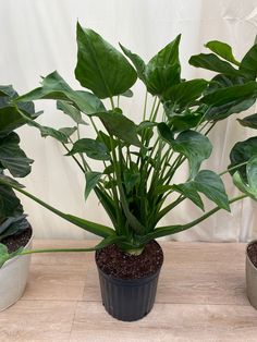 three potted plants are sitting on a table