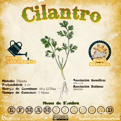 an old poster with some type of plant growing out of it's roots and the words cilantro written in spanish