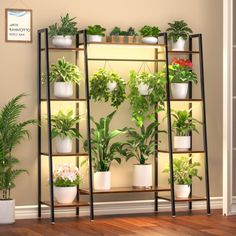 several potted plants are arranged on shelves in a room with hardwood floors and walls